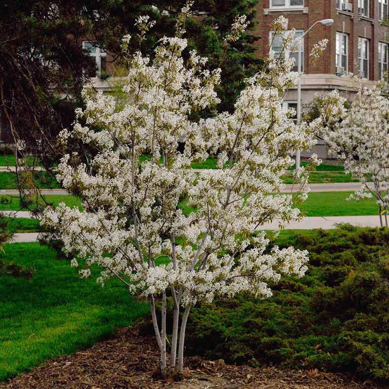 Autumn Brilliance Serviceberry - Image 2