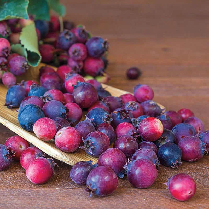 Autumn Brilliance Serviceberry - Image 3