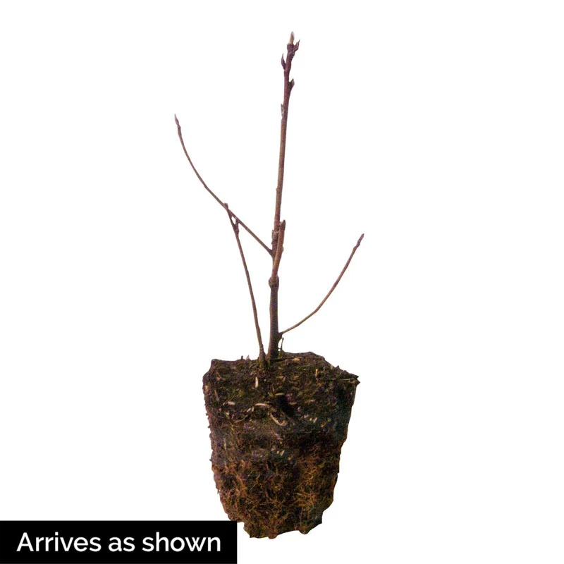 Autumn Brilliance Serviceberry - Image 4