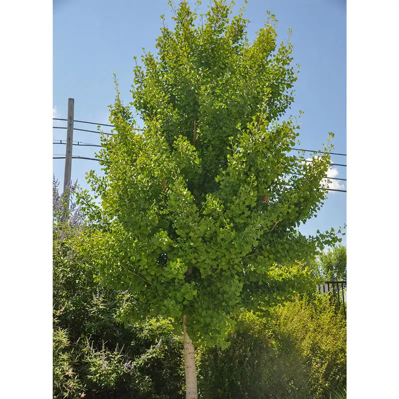 Autumn Gold Gingko Tree - Image 2