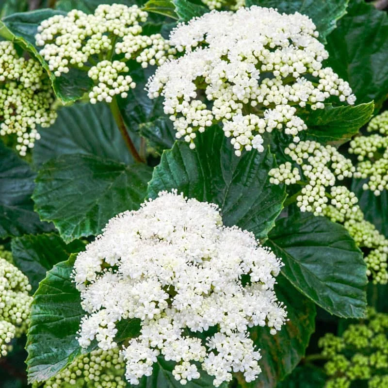 Autumn Jazz™ Viburnum Hedge - Image 3