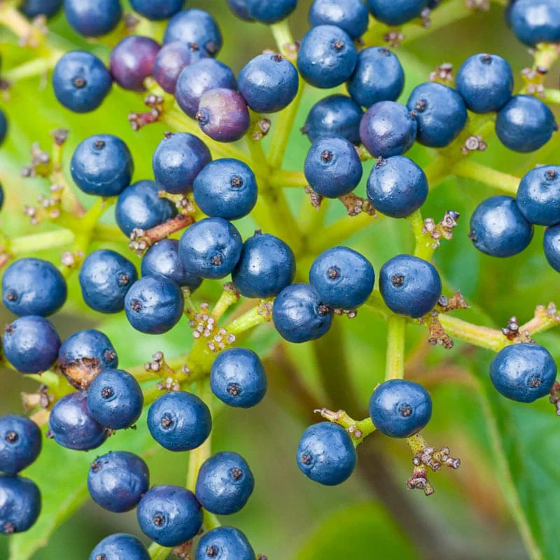 Autumn Jazz™ Viburnum Hedge - Image 4