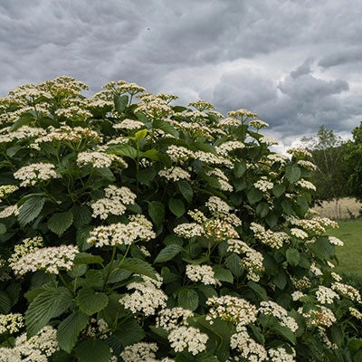 Autumn Jazz™ Viburnum Hedge - Image 5