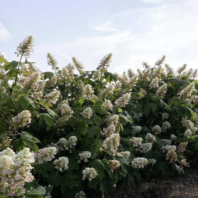 Autumn Reprise Reblooming Oakleaf Hydrangea - Image 2