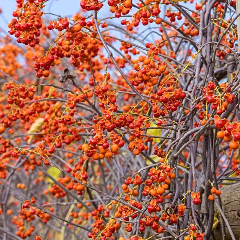 Autumn Revolution™ Bittersweet - Image 2