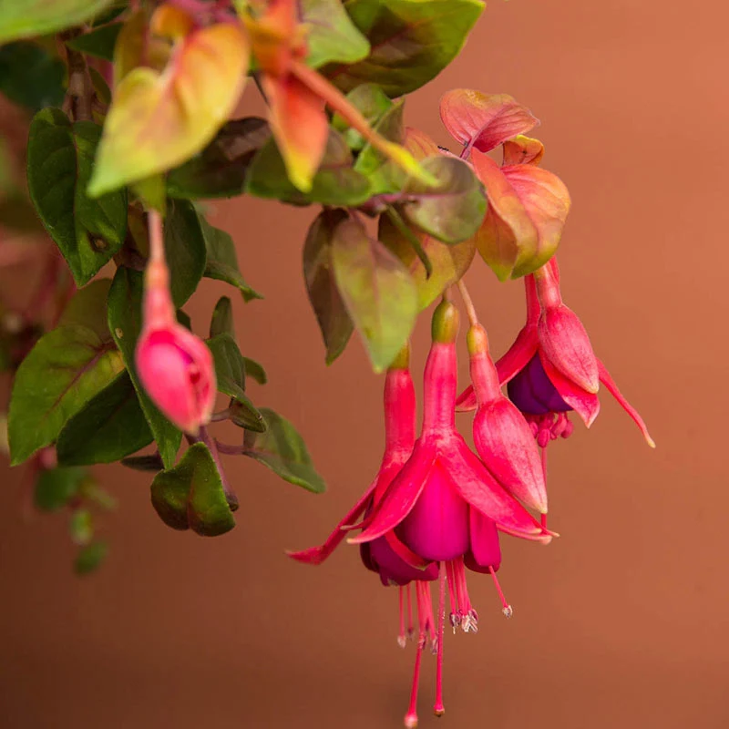 Autumnale Fuchsia - Image 2
