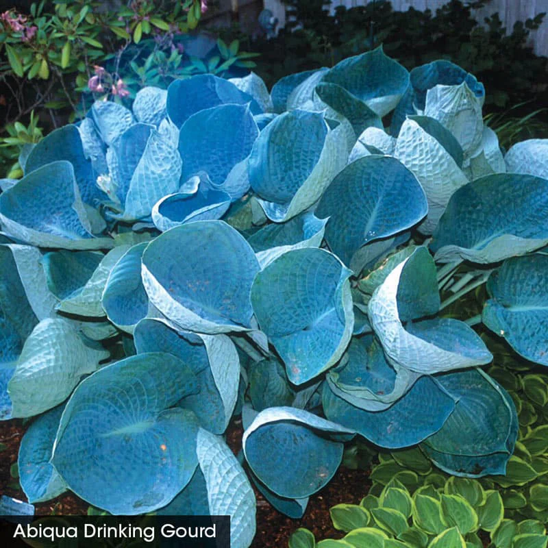 Award Winning Hosta Value Collection - Image 3