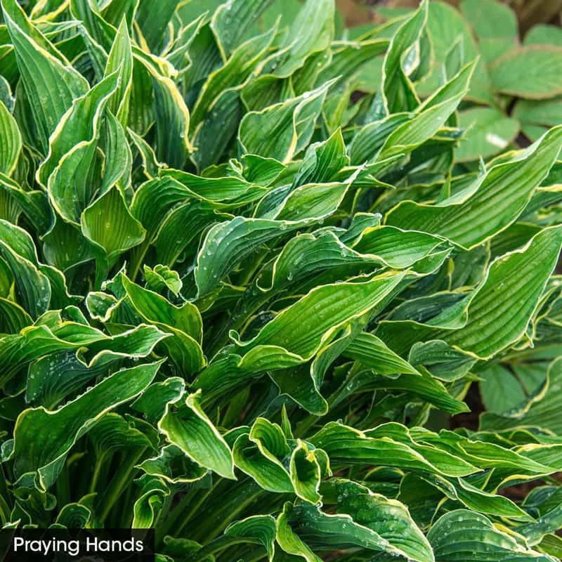 Award Winning Hosta Value Collection - Image 4