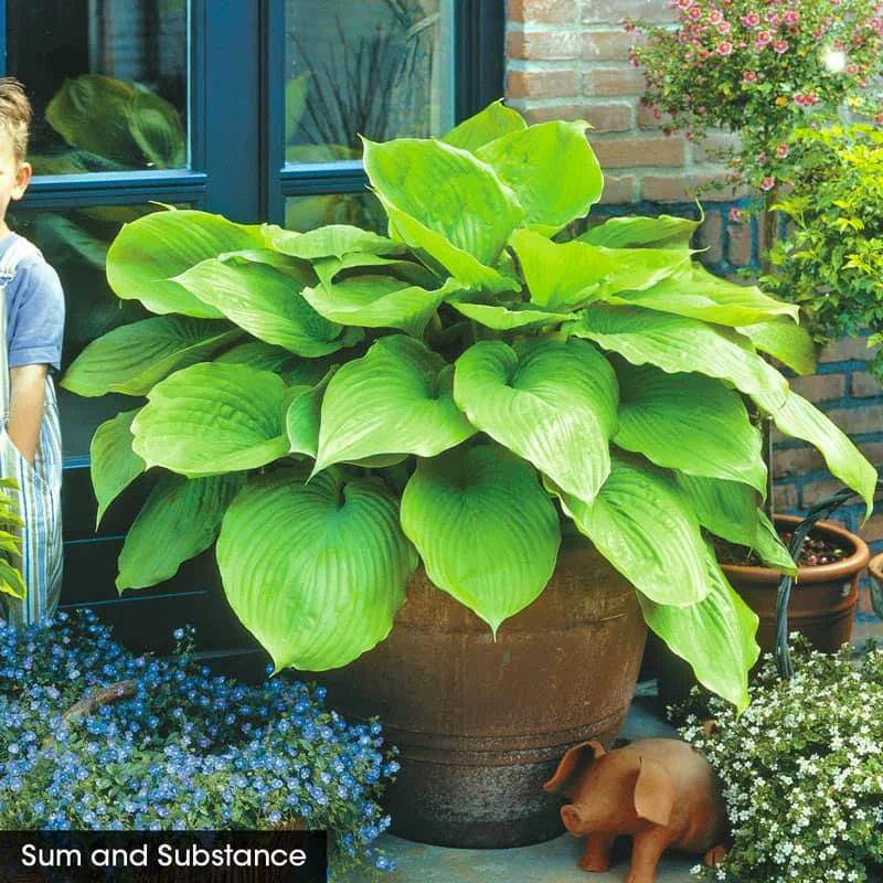 Award Winning Hosta Value Collection - Image 5