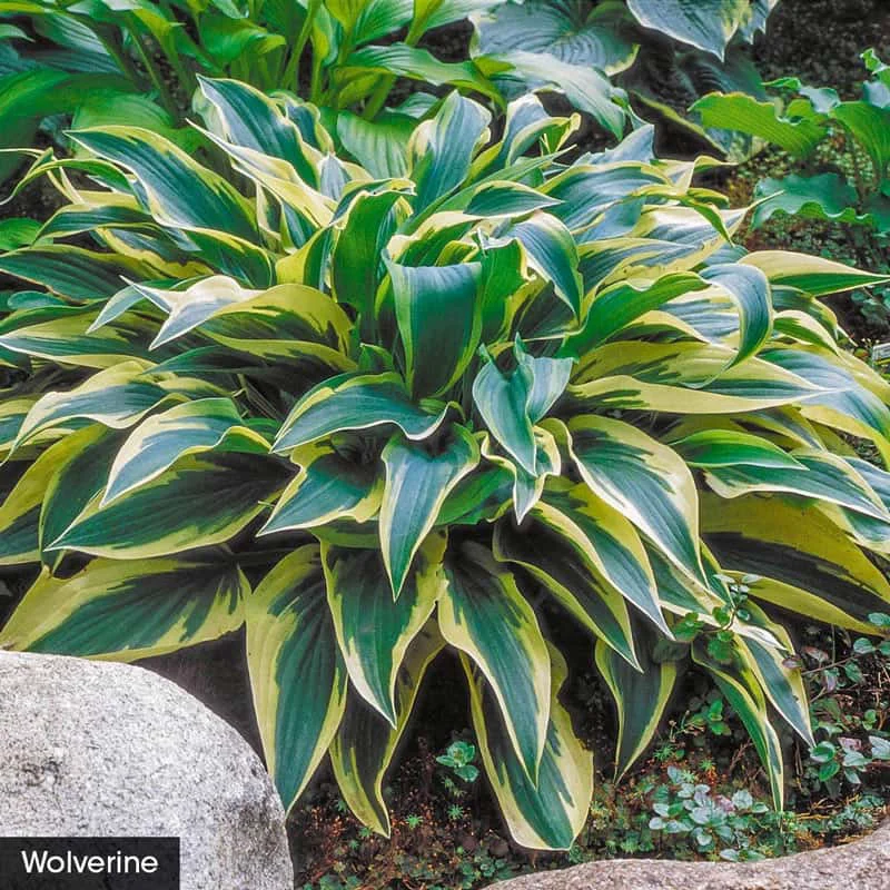 Award Winning Hosta Value Collection - Image 6