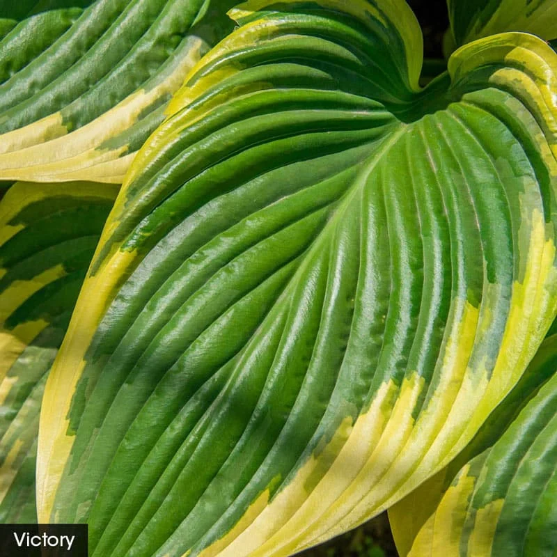 Award Winning Hosta Value Collection - Image 7