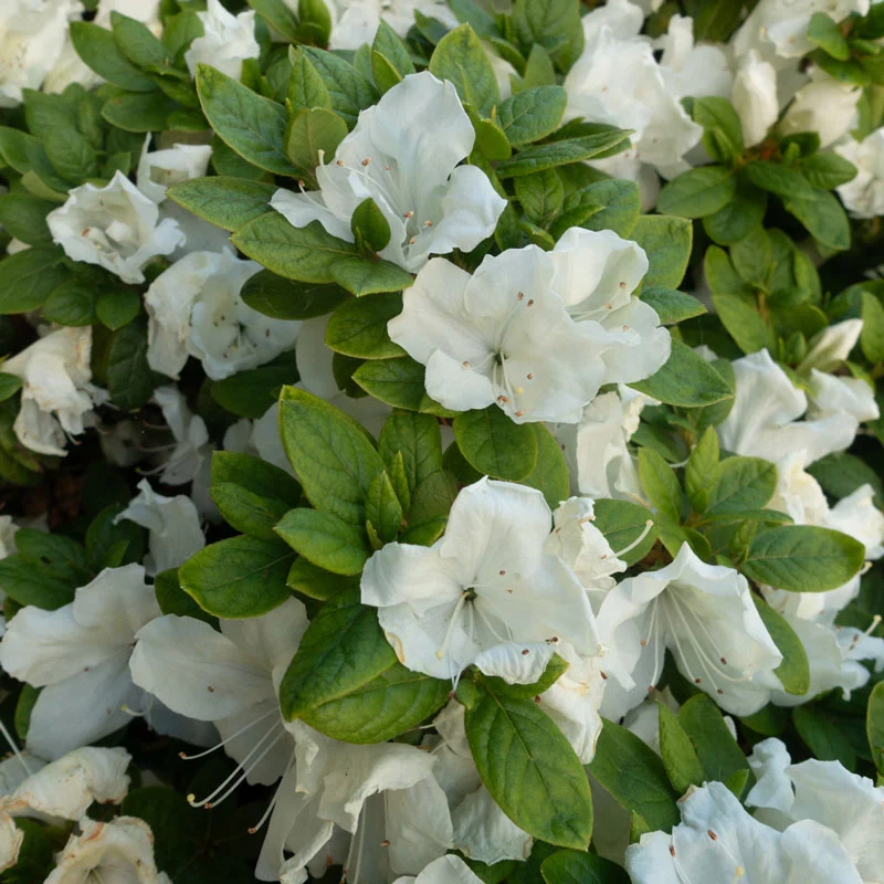 Azalea Girard Pleasant White