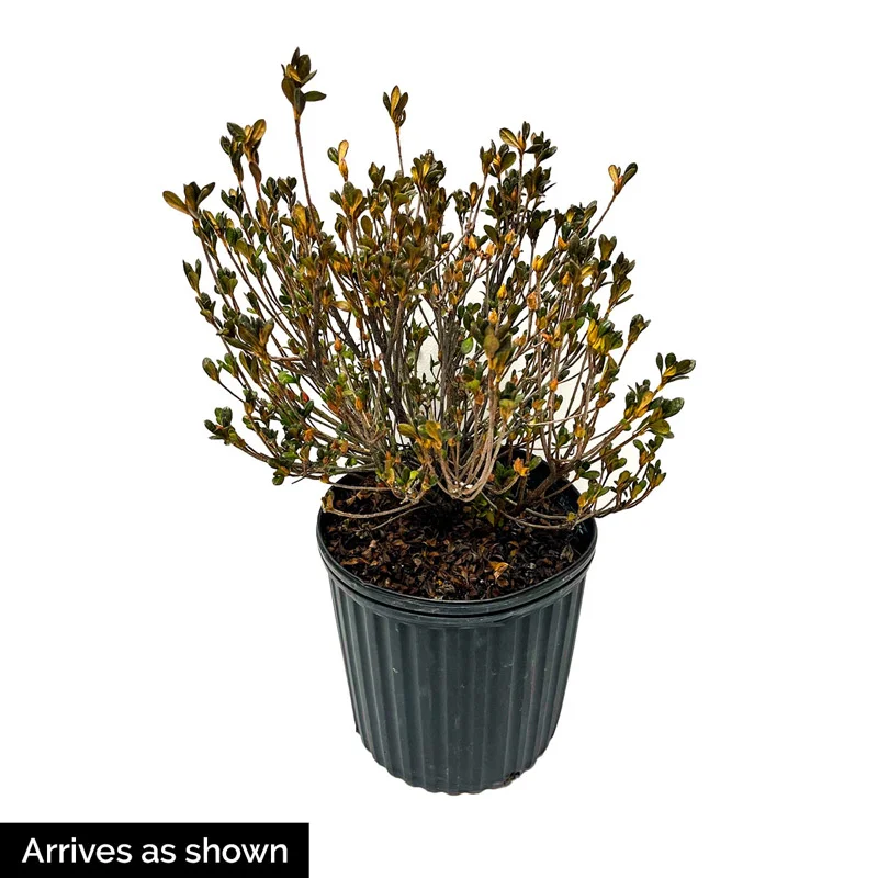 Azalea Girard Pleasant White - Image 2