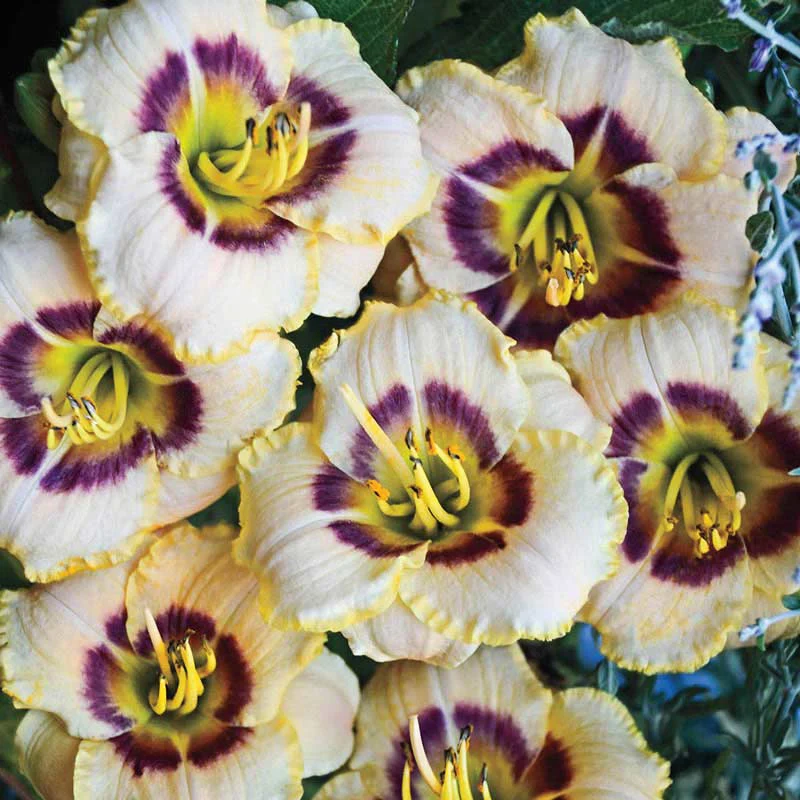 Baby Moon Cafè Jumbo Daylily - Image 2