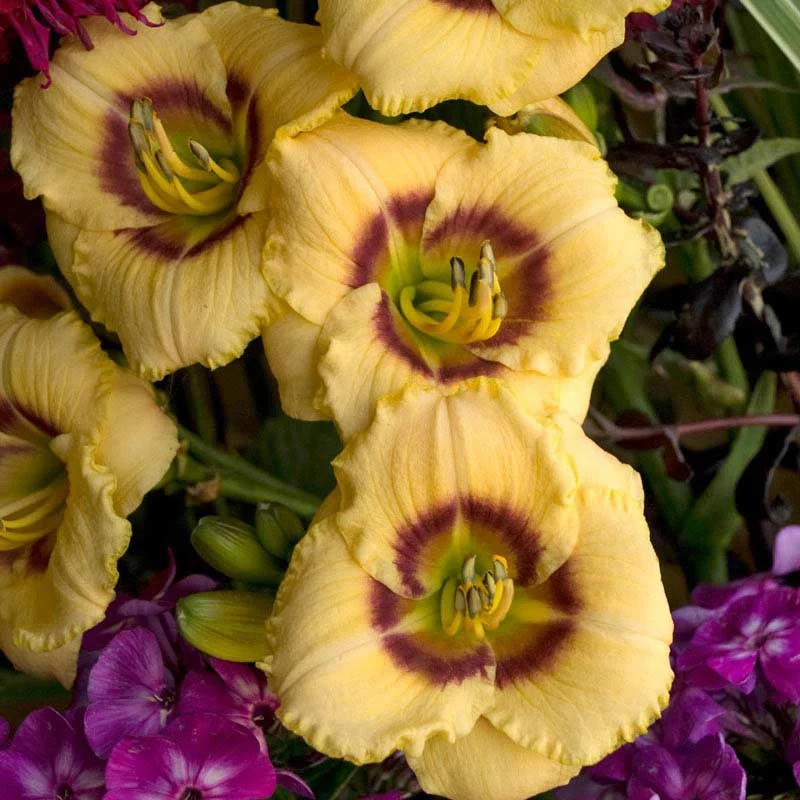 Baby Moon Cafè Jumbo Daylily - Image 3
