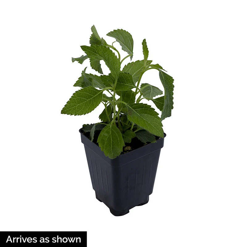 Bandito™ Red Lantana - Image 2