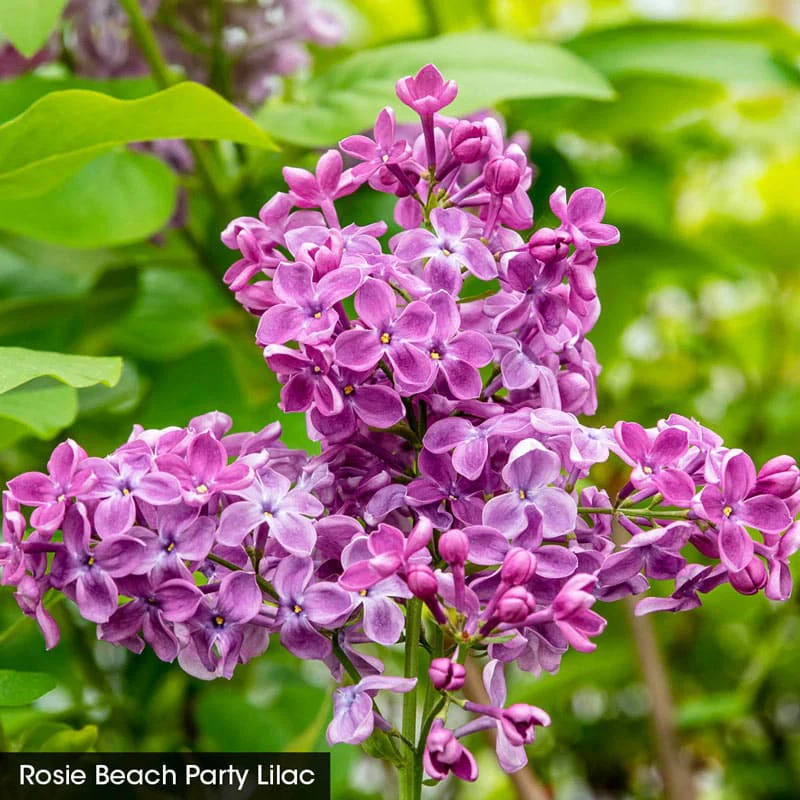 Beach Party™ Lilac Duet - Image 2