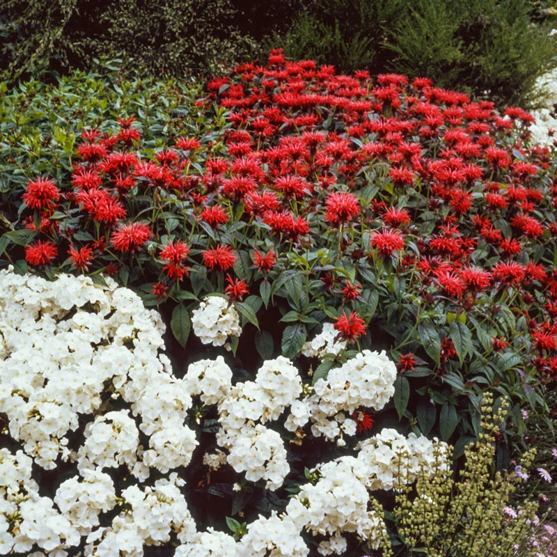 Bee Balm Gardenview Scarlet - Image 2