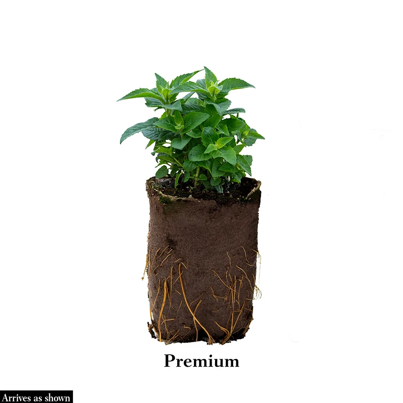 Bee Balm Mix - Image 3