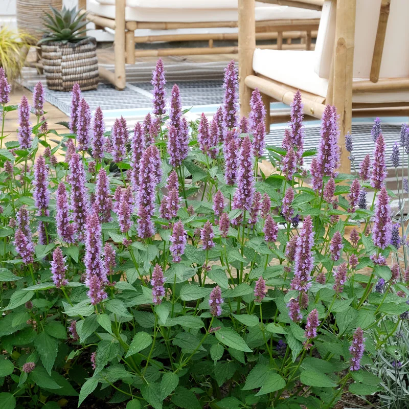 Beelicious® Purple Hummingbird Mint - Image 3