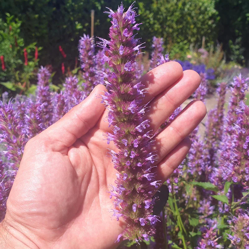 Beelicious® Purple Hummingbird Mint - Image 4