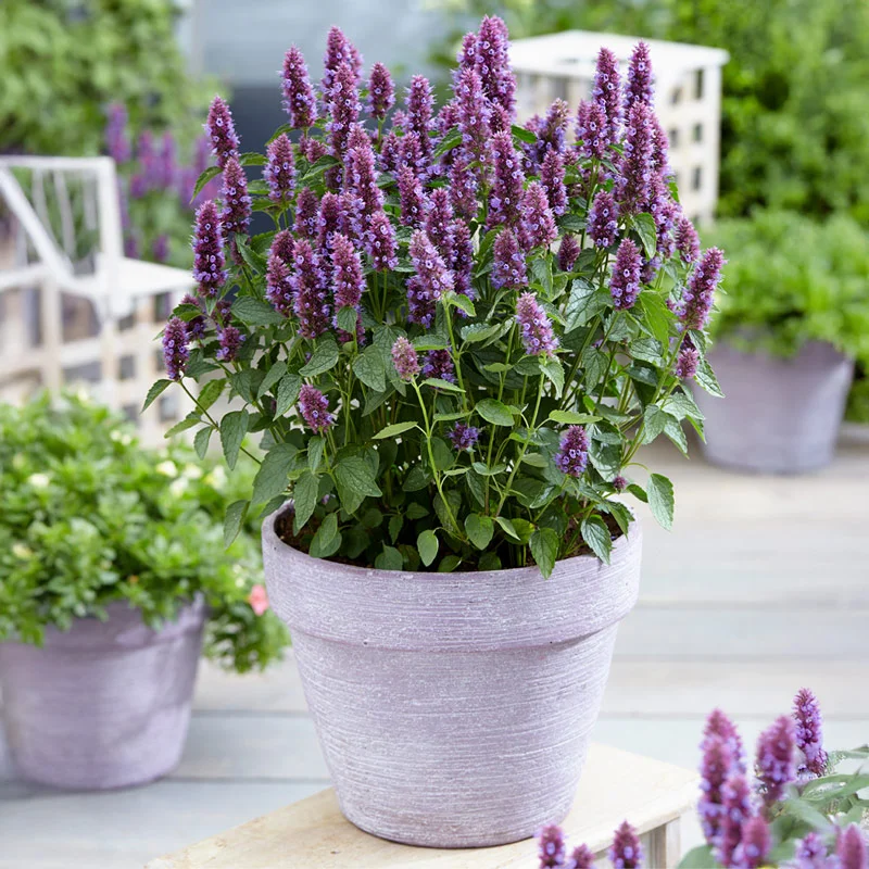 Beelicious® Purple Hummingbird Mint - Image 5