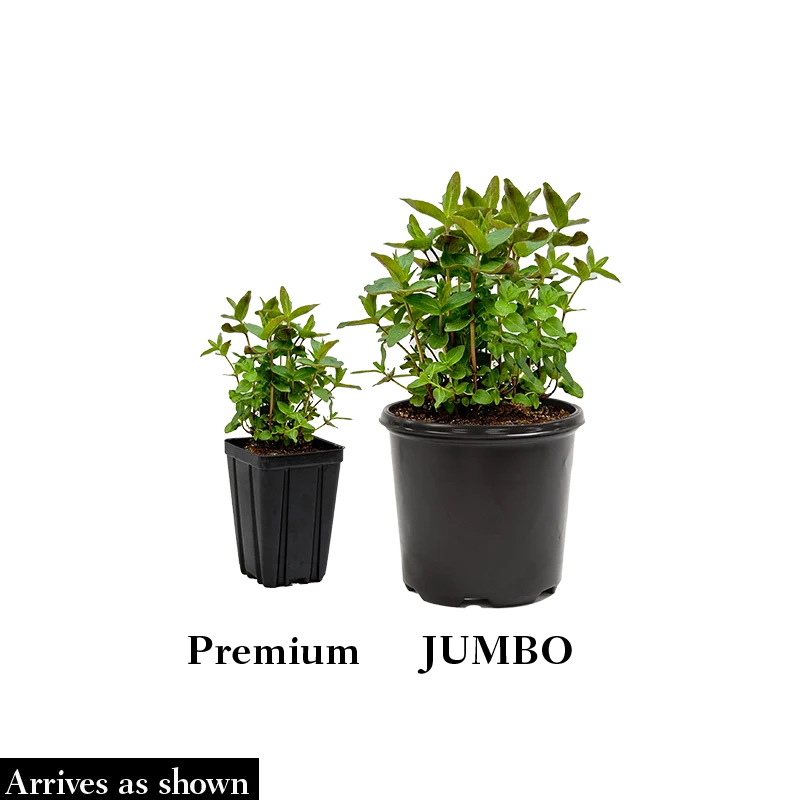 Beelicious® Purple Hummingbird Mint - Image 6
