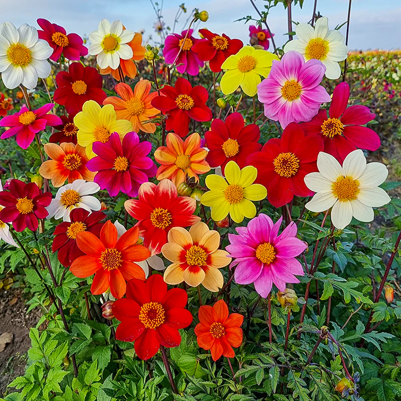 Beeline Mix Dahlia - Image 2