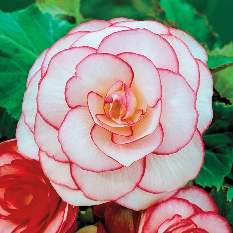Picotee Begonia Mix - Image 2