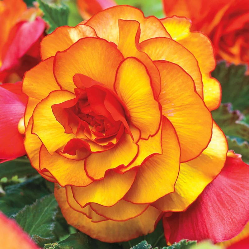 Picotee Begonia Mix - Image 3