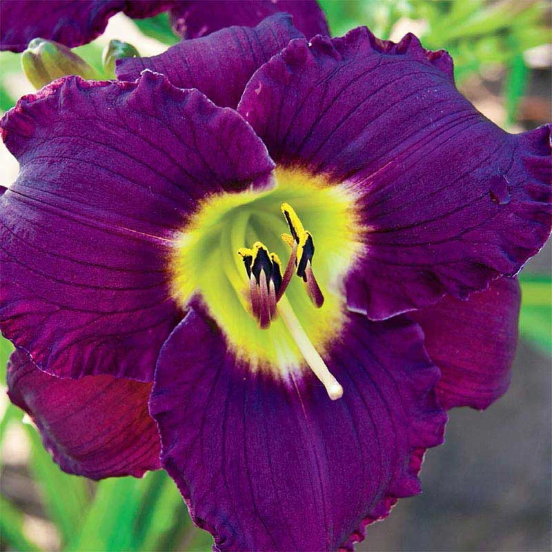Bela Lugosi Daylily - Image 2