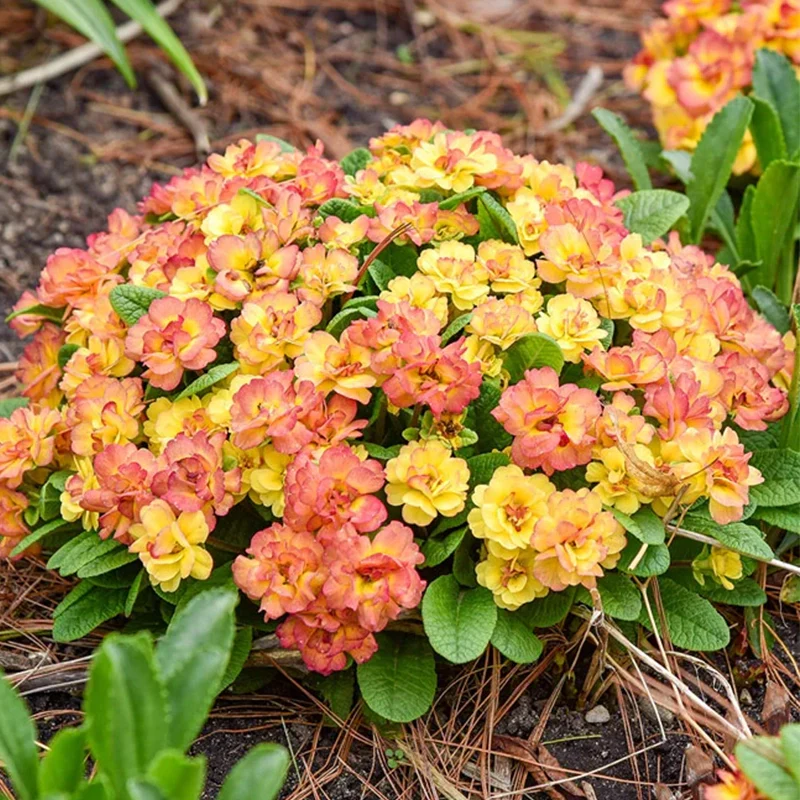 Belarina® Nectarine Double Primrose