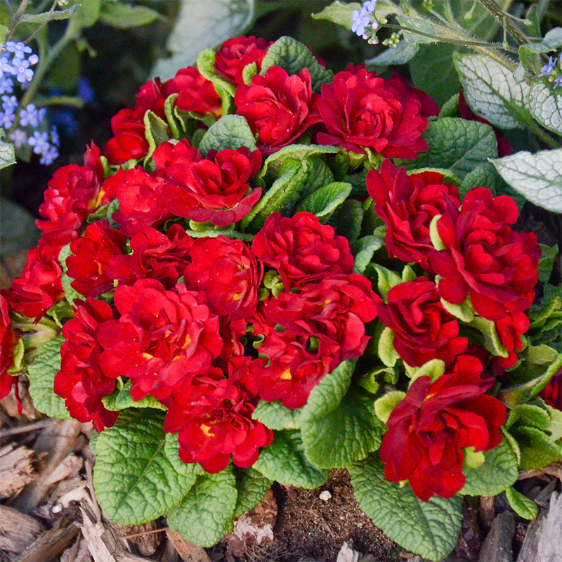 Belarina® Valentine Double Primrose - Image 2