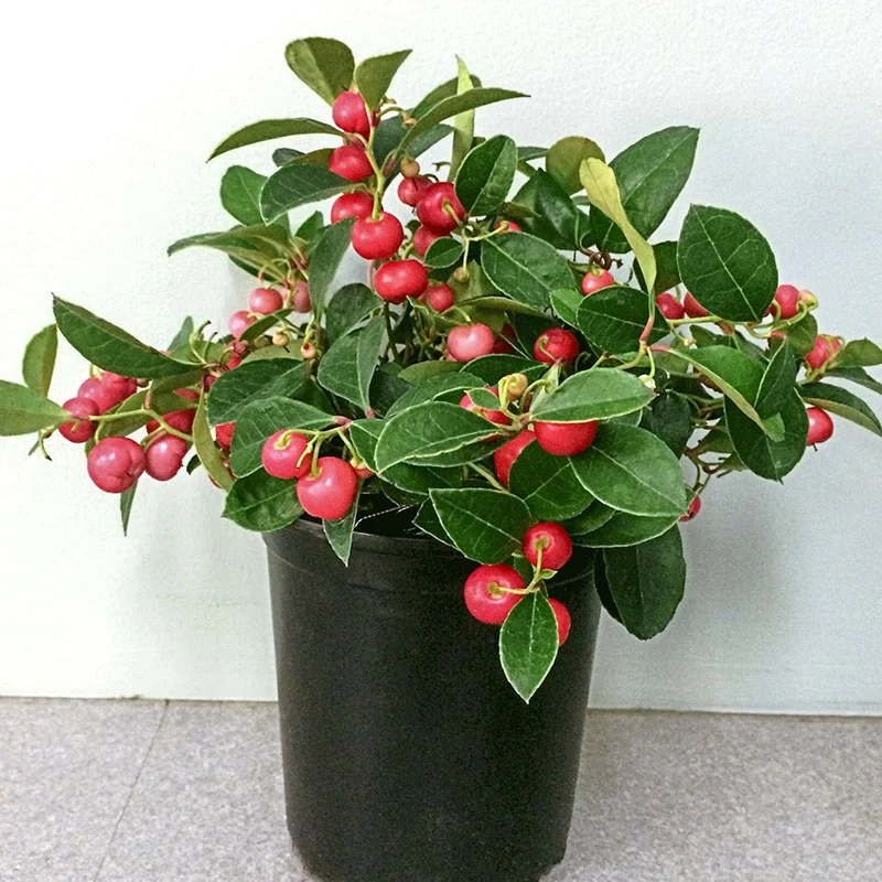 Berry Cascade Wintergreen - Image 2