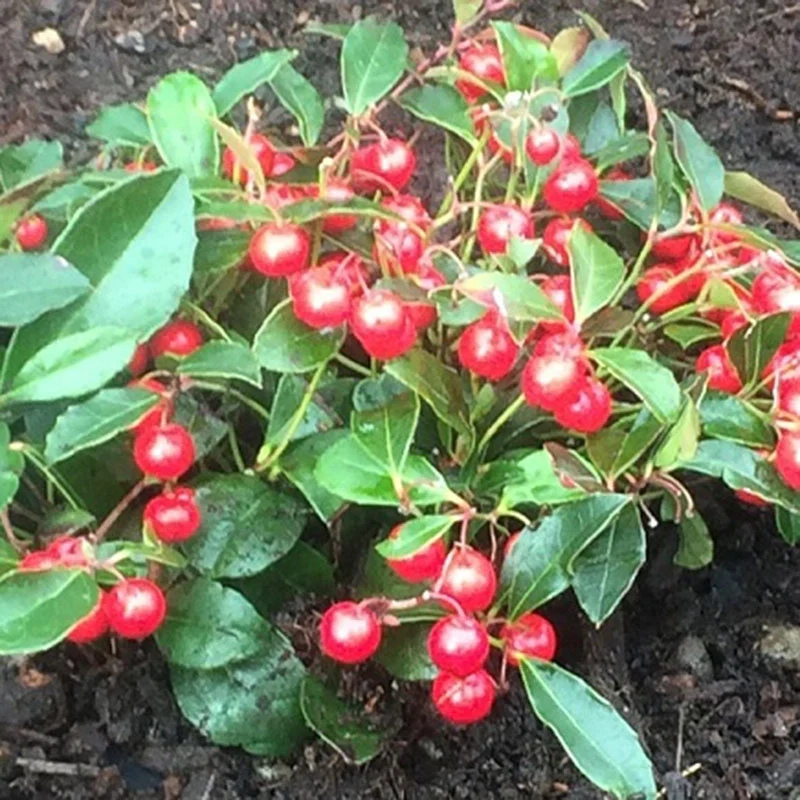 Berry Cascade Wintergreen - Image 3