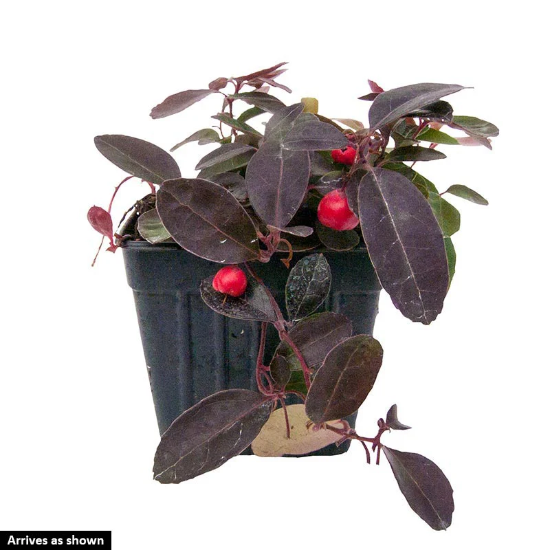 Berry Cascade Wintergreen - Image 4