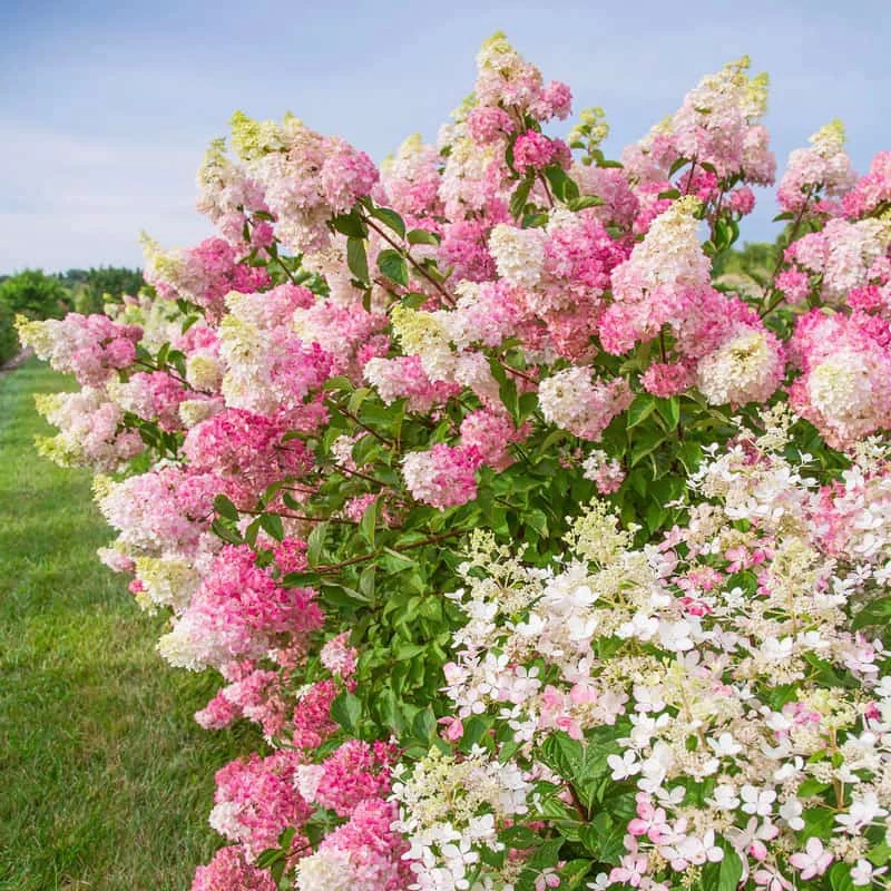 Berry White® Hydrangea - Image 3