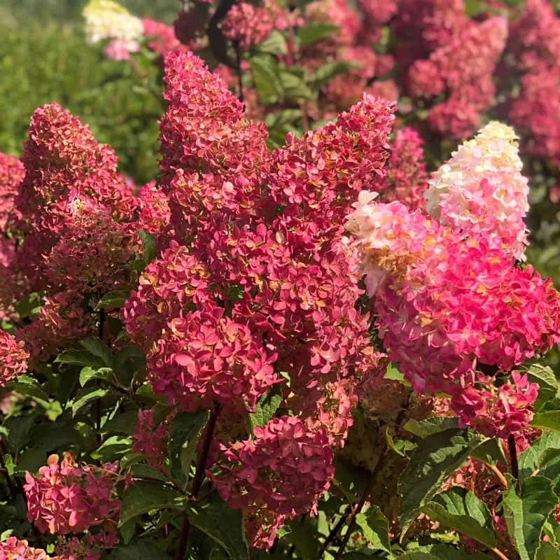 Berry White® Hydrangea - Image 5