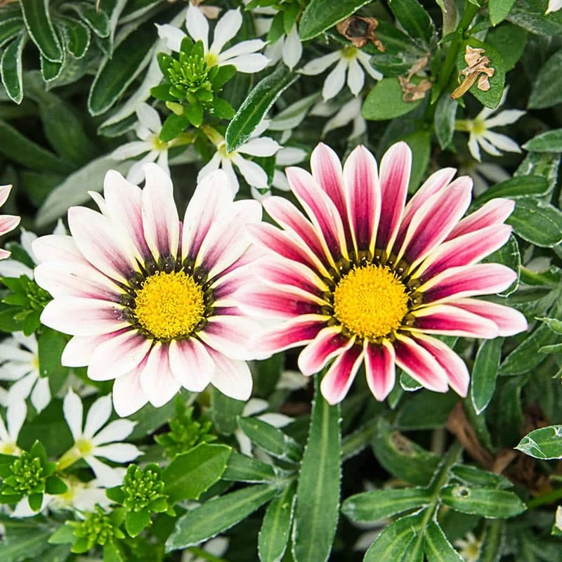 Big Kiss™ White Flame Gazania - Image 2