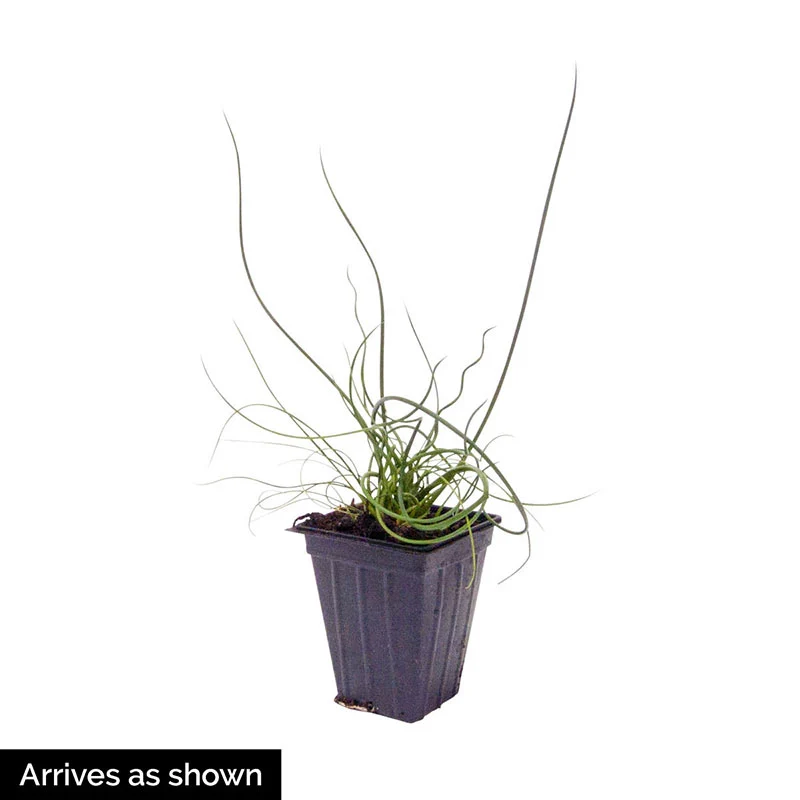 Big Twister Juncus - Image 3
