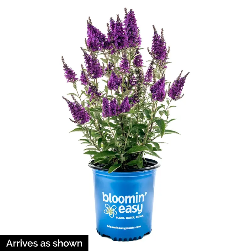 Birthday Cake™ Butterfly Bush - Image 3