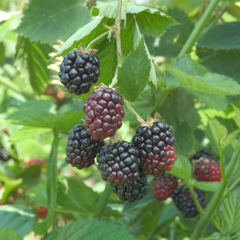 Black Berry Triple Crown - Image 2