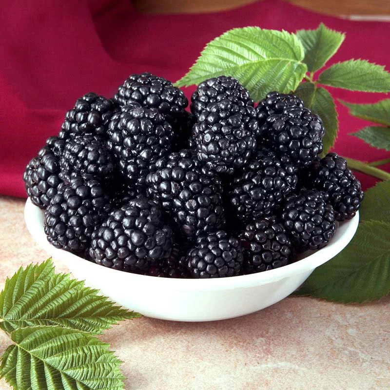 Black Berry Triple Crown - Image 3