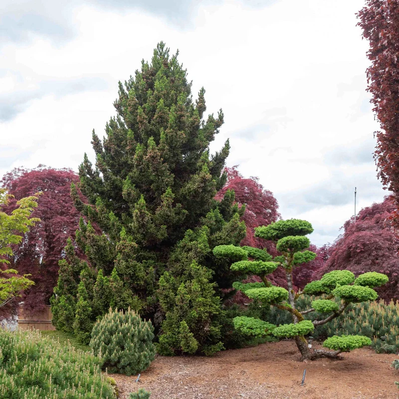 Black Dragon Japanese Cedar
