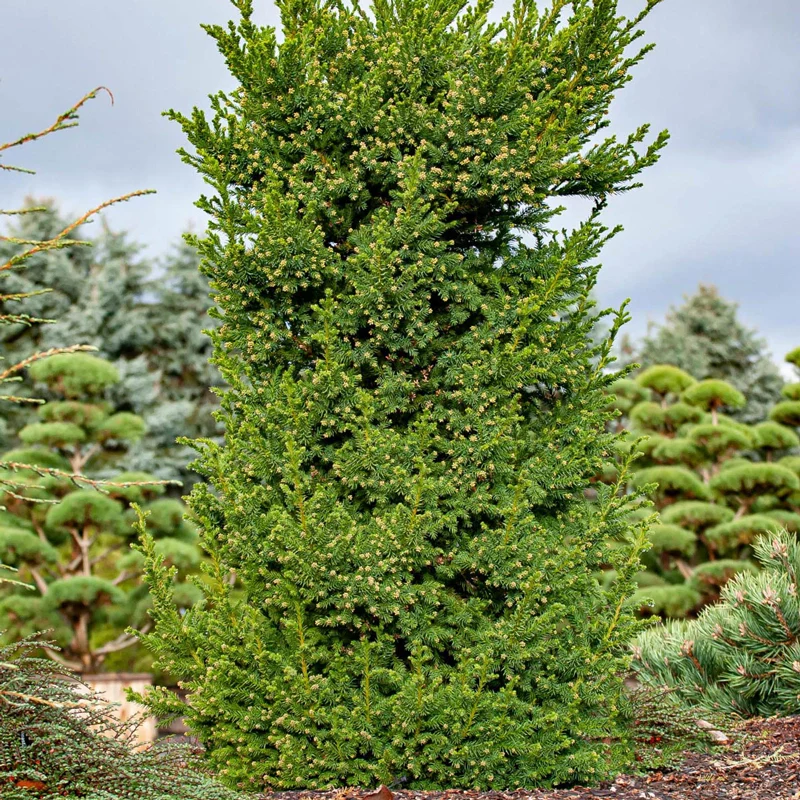 Black Dragon Japanese Cedar - Image 2