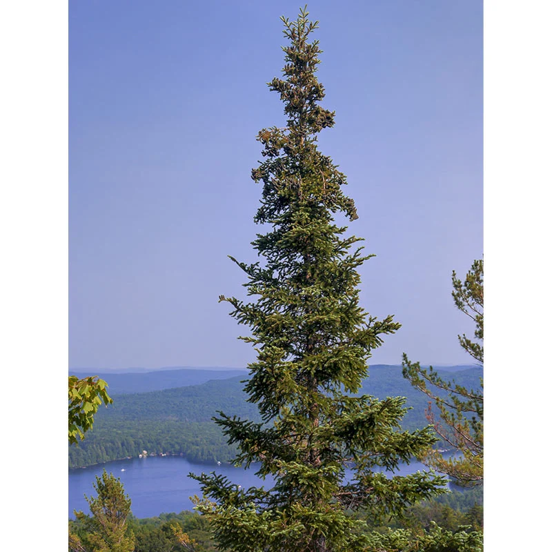 Black Hills Spruce - Image 3
