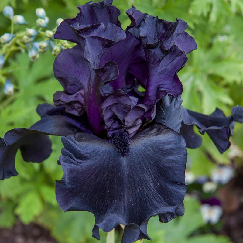 Black is Black German Iris