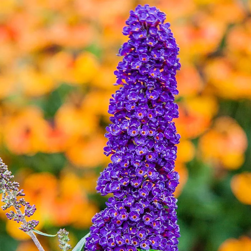 Black Knight Butterfly Bush - Image 3