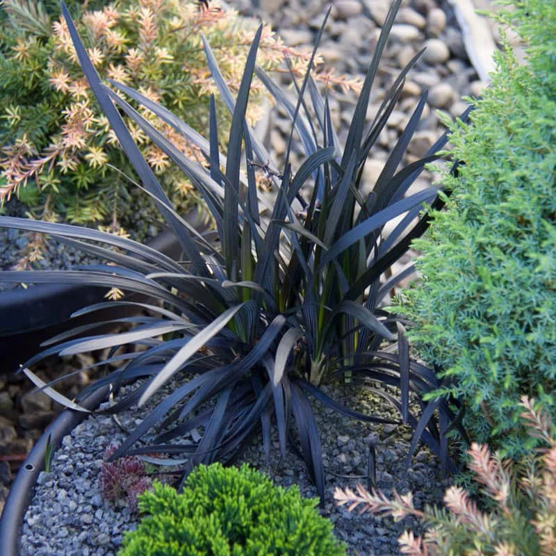 Black Mondo Grass - Image 2