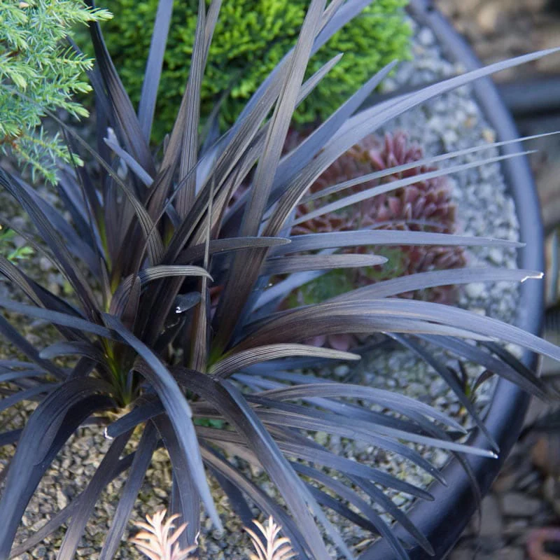 Black Mondo Grass - Image 3